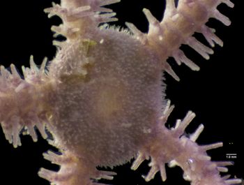 Media type: image; Invertebrate Zoology 144551